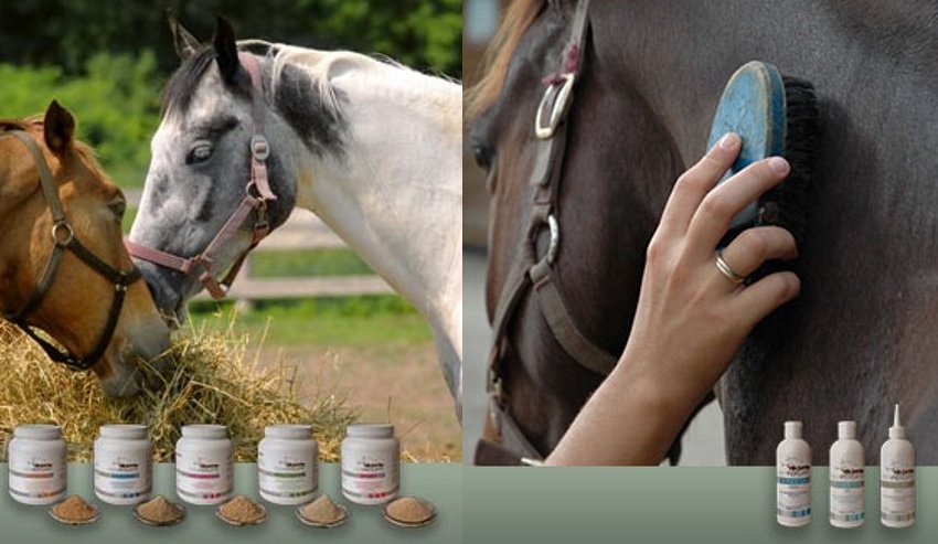 Pferde mit Equipergato® Produkten für Fütterung und Pflege