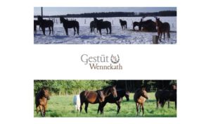 Pferde auf Sommer- und Winterweide vom Gestüt Wennekath in Thomasburg