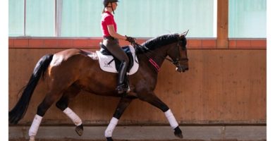 Equizügel im Dressurtraining