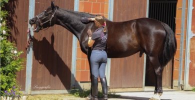 EquiCrown ® Massagestriegel für das Wohlbefinden des Pferdes