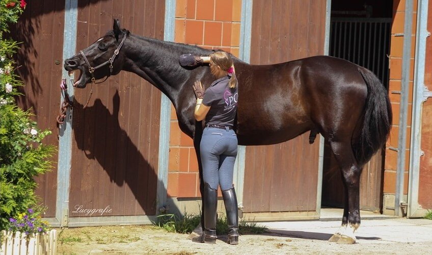 EquiCrown ® Massagestriegel für das Wohlbefinden des Pferdes