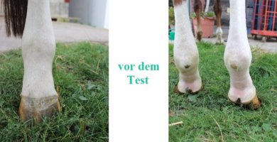 Violettas Problem mit der linken Hinterhand vor dem Test