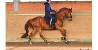 Equitrense ® Classic von Equimero