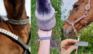 Reitsport-Philosophie Immer pro Pferd!