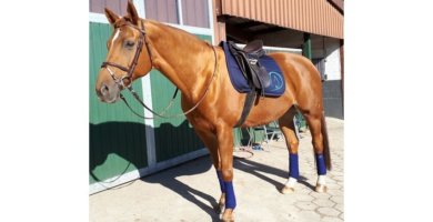 Reitsport SPC Markenboschafter sind Ambassadore