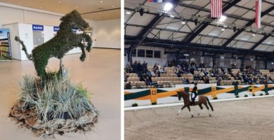 Trakehner Hengstmarkt 2019 in Neumünster