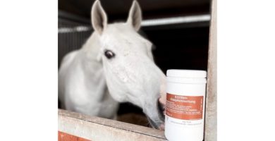 EOTRH+ Pferd gegen Parodontitis