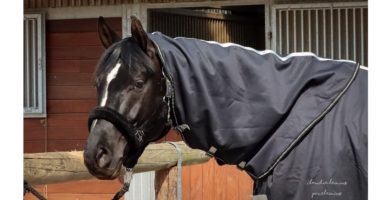 Equine Microtec ® ONE Abschwitzdecke